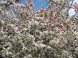 19 Nancy's Garden [2009 May 10]